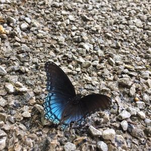 Meet your Posher, Ttaliya